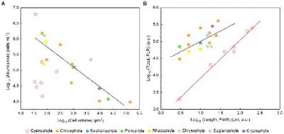 Phytoplankton cell size control can be affected by photosynthetic light energy utilization